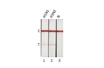Lateral Flow Assay: Influenza A nucleoprotein Antibody (HL1953) - Azide and BSA Free [NBP3-25528] - Detection of influenza A virus nucleoprotein by lateral flow assay using the monoclonal antibody pair. Capture: Influenza A virus Nucleoprotein antibody (NBP3-13714 [HL1078]) Detection: Influenza A virus Nucleoprotein antibody (NBP3-25528 [HL1953]) Samples (1 ng) : 1. Influenza A virus Nucleoprotein (A/California/2009 (H1N1)) 2. Influenza A virus Nucleoprotein (A/Hong Kong/2671/2019 (H3N2)) 3. Lysis buffer
