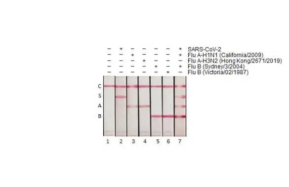 Lateral Flow Assay: Influenza A nucleoprotein Antibody (HL1953) - Azide and BSA Free [NBP3-25528] - Detection of nucleoproteins (NP) derived from SARS-CoV-2, Influenza A virus and Influenza B virus by lateral flow assay using the monoclonal antibody pair. Capture: S. SARS-CoV-2 (COVID-19) Nucleocapsid antibody [HL455] A. Influenza A virus Nucleoprotein antibody (NBP3-13714 [HL1078]) B. Influenza B virus Nucleoprotein antibody (NBP3-13713 [HL1073]) Detection: SARS-CoV-2 (COVID-19) Nucleocapsid antibody [HL448] Influenza A virus Nucleoprotein antibody (NBP3-25528 [HL1953]) Influenza B virus Nucleoprotein antibody (NBP3-13708 [HL1068]) Samples (40 ng) : 1. Lysis buffer 2. SARS-CoV-2 (COVID-19) Nucleocapsid protein, His tag 3. Influenza A virus Nucleoprotein (A/California/2009 (H1N1)) 4. Influenza A virus Nucleoprotein (A/Hong Kong/2671/2019 (H3N2)) 5. Influenza B virus Nucleoprotein (B/Sydney/3/2004), DDDDK Tag 6. Influenza B virus Nucleoprotein (B/Victoria/02/1987), DDDDK Tag 7. Mixture of SARS-CoV-2, Flu A-H1N1 and Flu B Nucleoprotein