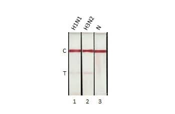 Lateral Flow Assay: Influenza A nucleoprotein Antibody (HL1953) - Azide and BSA Free [NBP3-25528] - Detection of influenza A virus nucleoprotein by lateral flow assay using the monoclonal antibody pair. Capture: Influenza A virus Nucleoprotein antibody (NBP3-13715 [HL1089]) Detection: Influenza A virus Nucleoprotein antibody (NBP3-25528 [HL1953]) Samples (1 ng) : 1. Influenza A virus Nucleoprotein (A/California/2009 (H1N1)) 2. Influenza A virus Nucleoprotein (A/Hong Kong/2671/2019 (H3N2)) 3. Lysis buffer