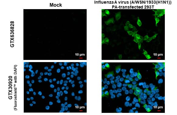 Immunocytochemistry/ Immunofluorescence Influenza A H1N1 PA Antibody (HL1388) - Azide and BSA Free