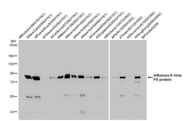 Western Blot Influenza A H1N1 PA Antibody (HL1388) - Azide and BSA Free