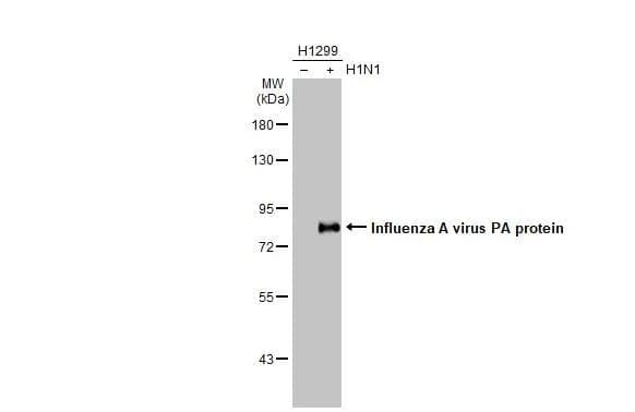 Western Blot Influenza A H1N1 PA Antibody (HL1388) - Azide and BSA Free