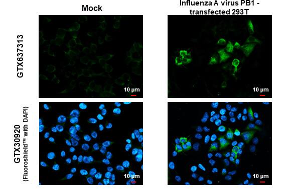 Immunocytochemistry/ Immunofluorescence Influenza A H1N1 PB1 Antibody (HL1714) - Azide and BSA Free