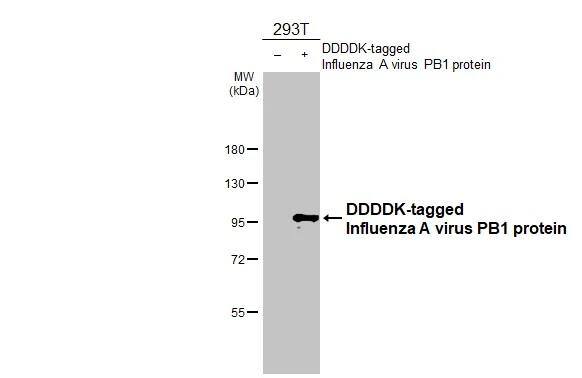 Western Blot Influenza A H1N1 PB1 Antibody (HL1714) - Azide and BSA Free