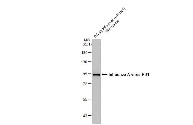 Western Blot Influenza A H1N1 PB1 Antibody (HL1715) - Azide and BSA Free