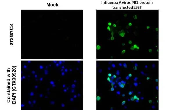 Immunohistochemistry-Paraffin Influenza A H1N1 PB1 Antibody (HL1715) - Azide and BSA Free