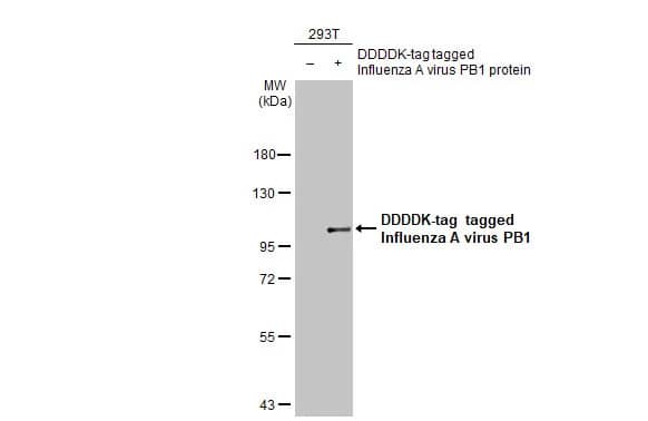 Western Blot Influenza A H1N1 PB1 Antibody (HL1715) - Azide and BSA Free