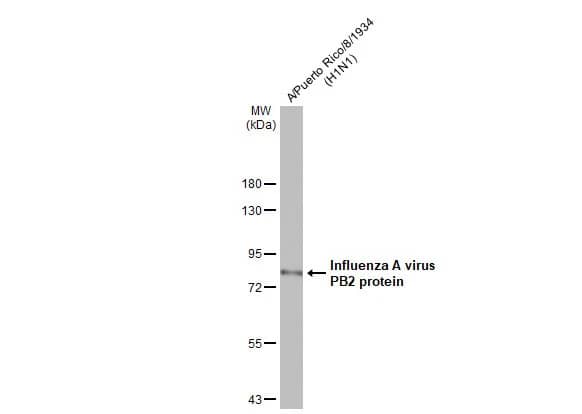Western Blot: Influenza A H1N1 PB2 Antibody (HL1992) - Azide and BSA Free [NBP3-25532] - Influenza A viral lysate was separated by 7.5% SDS-PAGE, and the membrane was blotted with Influenza A virus PB2 protein antibody [HL1992] (NBP3-25532) diluted at 1:100000. The HRP-conjugated anti-rabbit IgG antibody was used to detect the primary antibody.