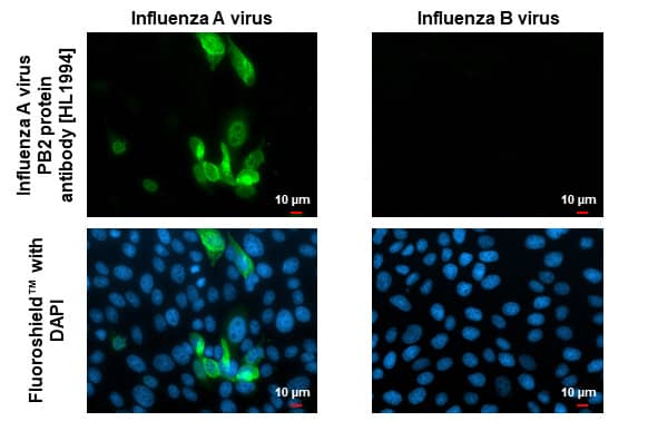 Immunocytochemistry/ Immunofluorescence Influenza A H1N1 PB2 Antibody (HL1994) - Azide and BSA Free