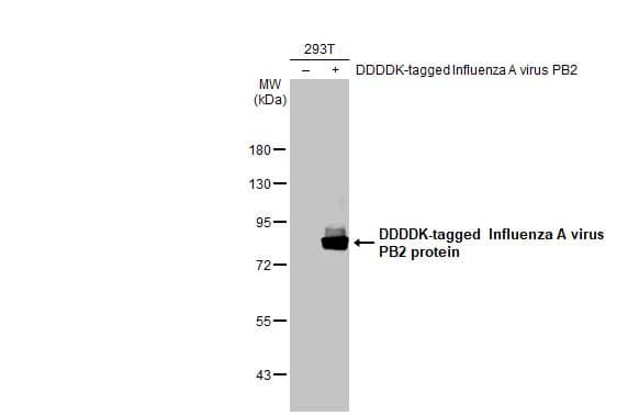 Western Blot Influenza A H1N1 PB2 Antibody (HL1994) - Azide and BSA Free