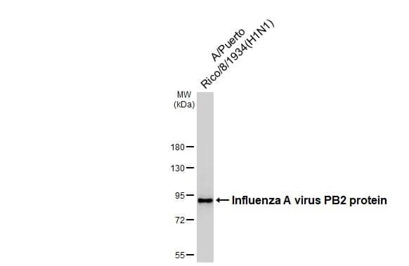 Western Blot Influenza A H1N1 PB2 Antibody (HL1994) - Azide and BSA Free