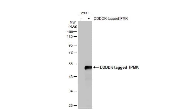 Western Blot: IPMK Antibody (HL2244) - Azide and BSA Free [NBP3-25536] - Non-transfected (-) and transfected (+) 293T whole cell extracts (30 ug) were separated by 10% SDS-PAGE, and the membrane was blotted with IPMK antibody [HL2244] (NBP3-25536) diluted at 1:500000. The HRP-conjugated anti-rabbit IgG antibody was used to detect the primary antibody.