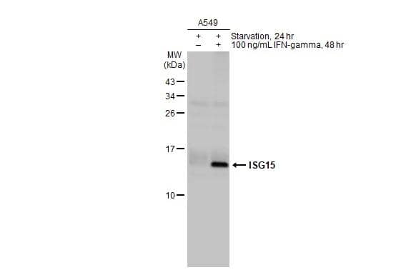 <b>Orthogonal Strategies Validation. </b>Untreated (-) and treated (+) A549 whole cell extracts (30 ug) were separated by 15% SDS-PAGE, and the membrane was blotted with ISG15/UCRP antibody [HL2017] (NBP3-25537) diluted at 1:1000. The HRP-conjugated anti-rabbit IgG antibody was used to detect the primary antibody. 