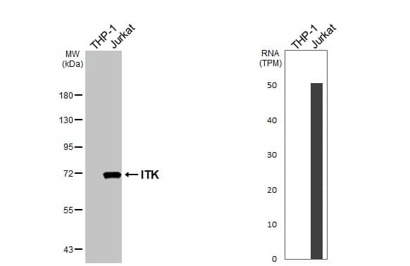 Western Blot ITK Antibody (HL1264) - Azide and BSA Free