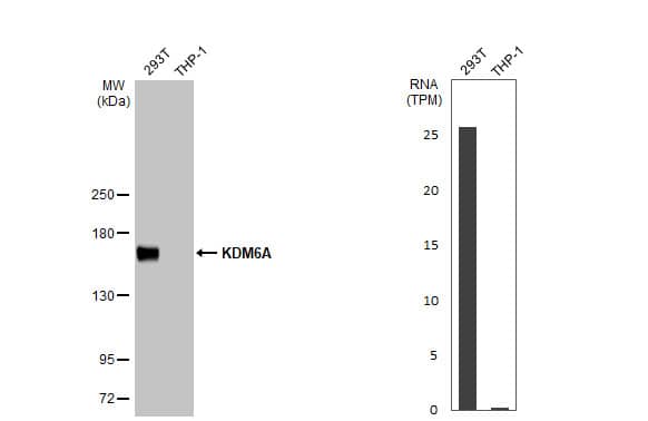 Western Blot KDM6A Antibody (HL1731) - Azide and BSA Free