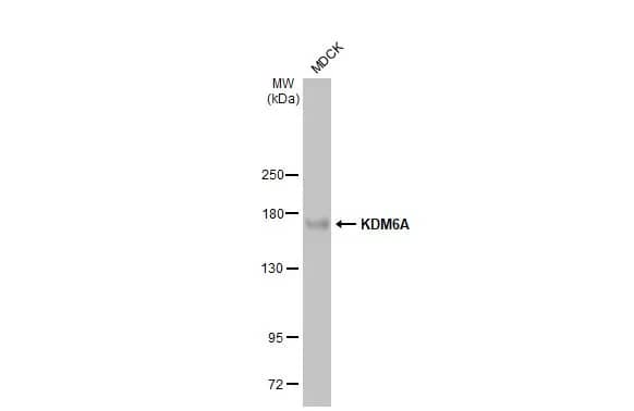 <b>Genetic Strategies Validation. </b>Western Blot: KDM6A Antibody (HL2068) - Azide and BSA Free [NBP3-25543] - Whole cell extract (30 ug) was separated by 5% SDS-PAGE, and the membrane was blotted with KDM6A antibody [HL2068] (NBP3-25543) diluted at 1:1000. The HRP-conjugated anti-rabbit IgG antibody was used to detect the primary antibody.