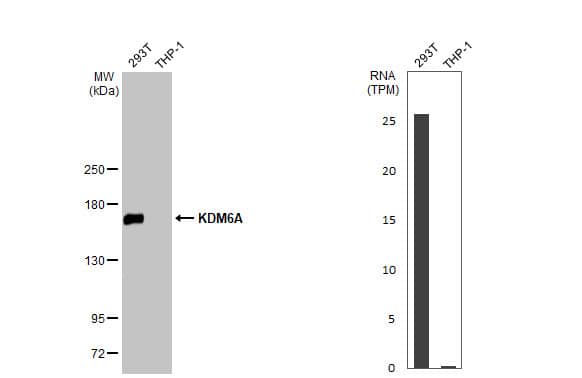 <b>Orthogonal Strategies Validation. </b>Western Blot: KDM6A Antibody (HL2068) - Azide and BSA Free [NBP3-25543] - Various whole cell extracts (30 ug) were separated by 5% SDS-PAGE, and the membrane was blotted with KDM6A antibody [HL2068] (NBP3-25543) diluted at 1:1000. The HRP-conjugated anti-rabbit IgG antibody was used to detect the primary antibody. Corresponding RNA expression data for the same cell lines are based on Human Protein Atlas program.