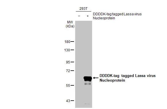 Western Blot: Lassa virus Nucleoprotein Antibody (HL1392) - Azide and BSA Free [NBP3-25548] - Non-transfected (-) and transfected (+) 293T whole cell extracts (30 ug) were separated by 7.5% SDS-PAGE, and the membrane was blotted with Lassa virus Nucleoprotein antibody [HL1392] (NBP3-25548) diluted at 1:300000. The HRP-conjugated anti-rabbit IgG antibody was used to detect the primary antibody.