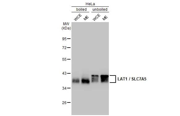 Western Blot SLC7A5/LAT1 Antibody (HL2353) - Azide and BSA Free