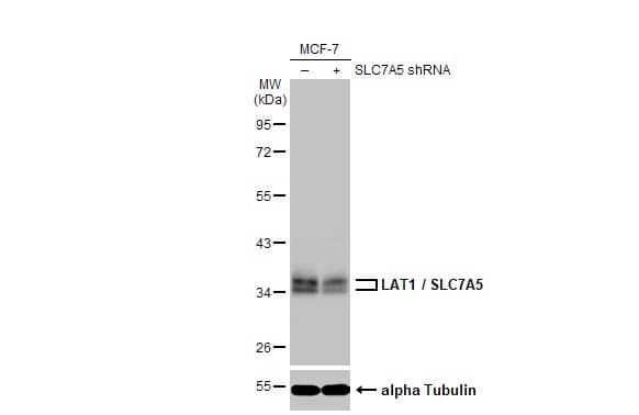 Knockdown Validated: SLC7A5/LAT1 Antibody (HL2353) - Azide and BSA Free [NBP3-25549] - Non-transfected (-) and transfected (+) MCF-7 whole cell extract (30 ug) were separated by 10% SDS-PAGE, and the membrane was blotted with LAT1 / SLC7A5 antibody [HL2353] (NBP3-25549) diluted at 1:2000. The HRP-conjugated anti-rabbit IgG antibody was used to detect the primary antibody.