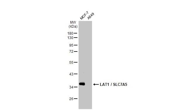 Western Blot: SLC7A5/LAT1 Antibody (HL2353) - Azide and BSA Free [NBP3-25549] - Various whole cell extracts (30 ug) were separated by 10% SDS-PAGE, and the membrane was blotted with LAT1 / SLC7A5 antibody [HL2353] (NBP3-25549) diluted at 1:1000. The HRP-conjugated anti-rabbit IgG antibody was used to detect the primary antibody.