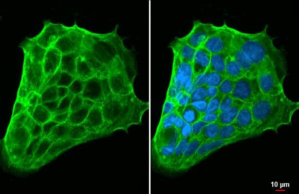 SLC7A5/LAT1 antibody [HL2353] detects SLC7A5/LAT1 protein at cell membrane by immunofluorescent analysis.Sample: Caco-2 cells were fixed in ice-cold MeOH for 5 min.Green: SLC7A5/LAT1 stained by SLC7A5/LAT1 antibody [HL2353] (NBP3-25549) diluted at 1:500.Blue: Fluoroshield with DAPI . 