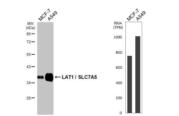 <b>Orthogonal Strategies Validation. </b>Various whole cell extracts (30 ug) were separated by 10% SDS-PAGE, and the membrane was blotted with SLC7A5/LAT1 antibody [HL2353] (NBP3-25549) diluted at 1:1000. The HRP-conjugated anti-rabbit IgG antibody was used to detect the primary antibody. Corresponding RNA expression data for the same cell lines are based on Human Protein Atlas program. 