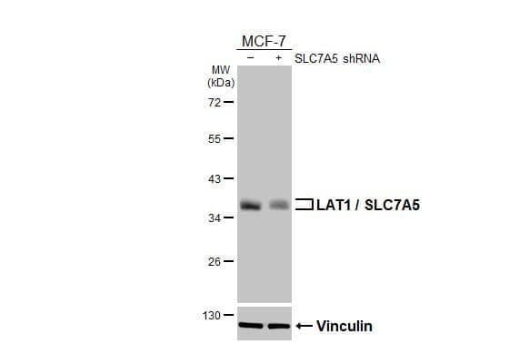 <b>Genetic Strategies Validation. </b>Non-transfected (-) and transfected (+) MCF-7 whole cell extracts (30 ug) were separated by 10% SDS-PAGE, and the membrane was blotted with SLC7A5/LAT1 antibody [HL2353] (NBP3-25549) diluted at 1:3000. The HRP-conjugated anti-rabbit IgG antibody was used to detect the primary antibody. 