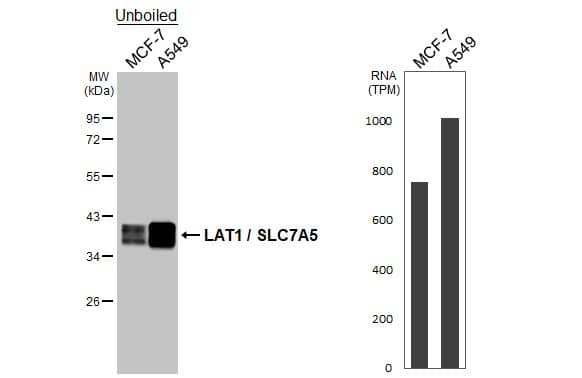 <b>Orthogonal Strategies Validation. </b>Unboiled various whole cell extracts (30 ug) were separated by 10% SDS-PAGE, and the membrane was blotted with SLC7A5/LAT1 antibody [HL2353] (NBP3-25549) diluted at 1:1000. The HRP-conjugated anti-rabbit IgG antibody was used to detect the primary antibody. Corresponding RNA expression data for the same cell lines are based on Human Protein Atlas program. 