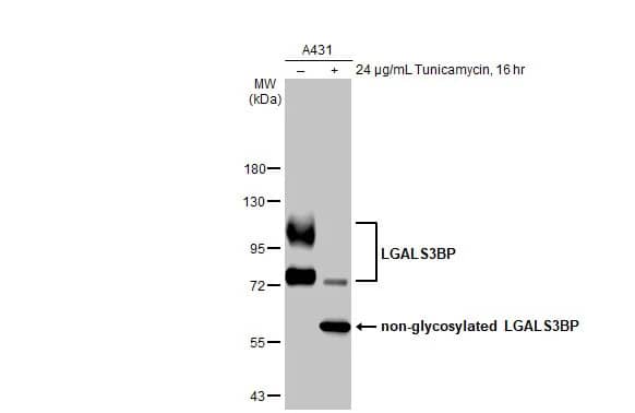 Western Blot: Galectin-3BP/MAC-2BP/LGALS3BP Antibody (HL2168) - Azide and BSA Free [NBP3-25550] - Untreated (-) and treated (+) A431 whole cell extracts (30 ug) were separated by 7.5% SDS-PAGE, and the membrane was blotted with LGALS3BP antibody [HL2168] (NBP3-25550) diluted at 1:1000. The HRP-conjugated anti-rabbit IgG antibody was used to detect the primary antibody.