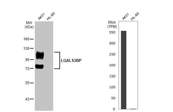 <b>Orthogonal Strategies Validation. </b>Western Blot: Galectin-3BP/MAC-2BP/LGALS3BP Antibody (HL2168) - Azide and BSA Free [NBP3-25550] - Various whole cell extracts (30 ug) were separated by 7.5% SDS-PAGE, and the membrane was blotted with LGALS3BP antibody [HL2168] (NBP3-25550) diluted at 1:1000. The HRP-conjugated anti-rabbit IgG antibody was used to detect the primary antibody. Corresponding RNA expression data for the same cell lines are based on Human Protein Atlas program.