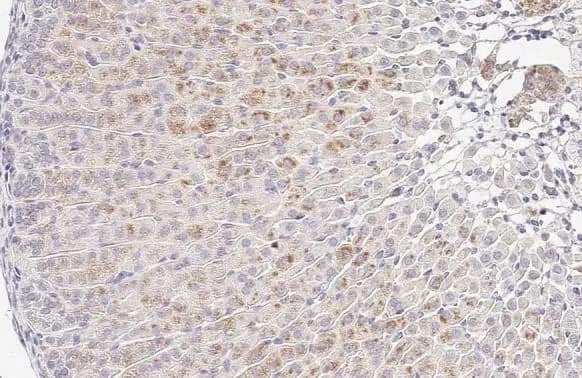 Immunohistochemistry-Paraffin: Galectin-3BP/MAC-2BP/LGALS3BP Antibody (HL2168) - Azide and BSA Free [NBP3-25550] - LGALS3BP antibody [HL2168] detects secreted LGALS3BP protein by immunohistochemical analysis. Sample: Paraffin-embedded mouse adrenal gland. LGALS3BP stained by LGALS3BP antibody [HL2168] (NBP3-25550) diluted at 1:100. Antigen Retrieval: Citrate buffer, pH 6.0, 15 min