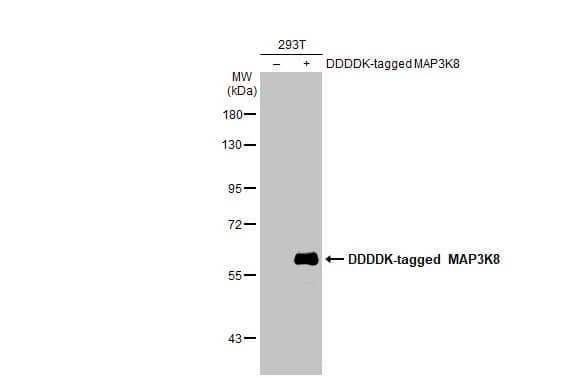 Western Blot: MAP3K8/Tpl2/COT Antibody (HL2118) - Azide and BSA Free [NBP3-25556] - Non-transfected (-) and transfected (+) 293T whole cell extracts (30 ug) were separated by 7.5% SDS-PAGE, and the membrane was blotted with MAP3K8 antibody [HL2118] (NBP3-25556) diluted at 1:1000000. The HRP-conjugated anti-rabbit IgG antibody was used to detect the primary antibody.