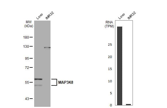 <b>Orthogonal Strategies Validation. </b>Western Blot: MAP3K8/Tpl2/COT Antibody (HL2118) - Azide and BSA Free [NBP3-25556] - Various whole cell extracts (30 ug) were separated by 7.5% SDS-PAGE, and the membrane was blotted with MAP3K8 antibody [HL2118] (NBP3-25556) diluted at 1:10000. The HRP-conjugated anti-rabbit IgG antibody was used to detect the primary antibody. Corresponding RNA expression data for the same cell lines are based on Human Protein Atlas program.