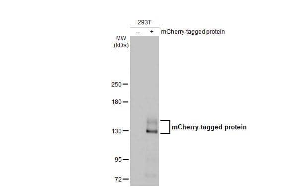 Non-transfected (-) and transfected (+) 293T whole cell extract (30 ug) were separated by 5% SDS-PAGE, and the membrane was blotted with mCherry antibody [HL1482] (NBP3-25559) diluted at 1:5000. The HRP-conjugated anti-rabbit IgG antibody was used to detect the primary antibody. 