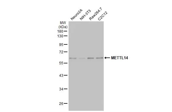 Western Blot: METTL14 Antibody (HL1816) - Azide and BSA Free [NBP3-25562] - Various whole cell extracts (30 ug) were separated by 10% SDS-PAGE, and the membrane was blotted with METTL14 antibody [HL1816] (NBP3-25562) diluted at 1:500. The HRP-conjugated anti-rabbit IgG antibody was used to detect the primary antibody.