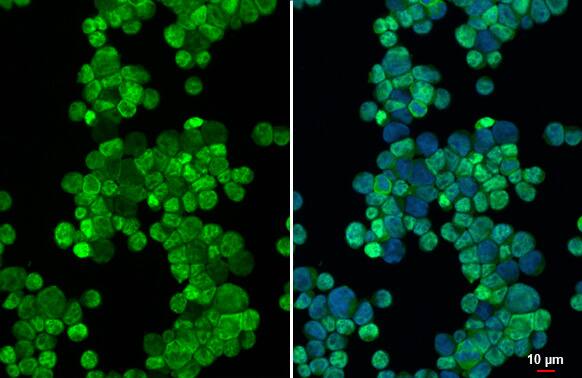 Immunocytochemistry/Immunofluorescence: METTL14 Antibody (HL1816) - Azide and BSA Free [NBP3-25562] - METTL14 antibody [HL1816] detects METTL14 protein at cytoplasm and nucleus by immunofluorescent analysis. Sample: Jurkat cells were fixed in 4% paraformaldehyde at RT for 15 min. Green: METTL14 stained by METTL14 antibody [HL1816] (NBP3-25562) diluted at 1:500. Blue: Fluoroshield with DAPI .