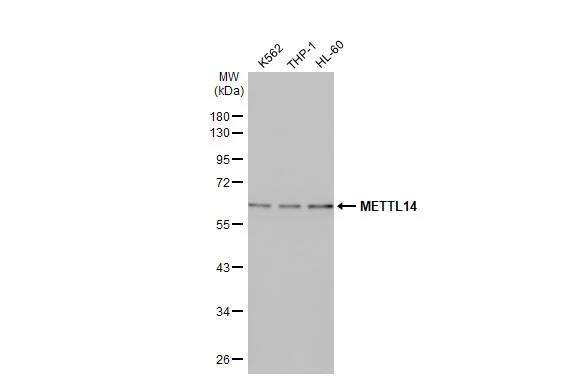 Western Blot METTL14 Antibody (HL1816) - Azide and BSA Free