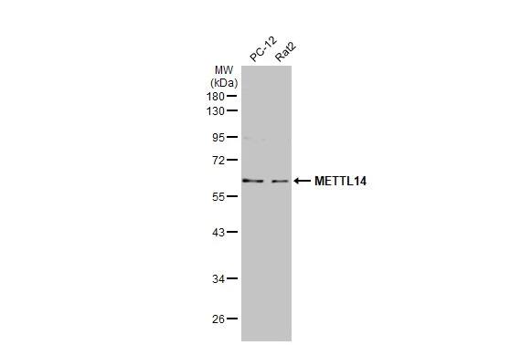 Western Blot: METTL14 Antibody (HL1816) - Azide and BSA Free [NBP3-25562] - Various whole cell extracts (30 ug) were separated by 10% SDS-PAGE, and the membrane was blotted with METTL14 antibody [HL1816] (NBP3-25562) diluted at 1:500. The HRP-conjugated anti-rabbit IgG antibody was used to detect the primary antibody.