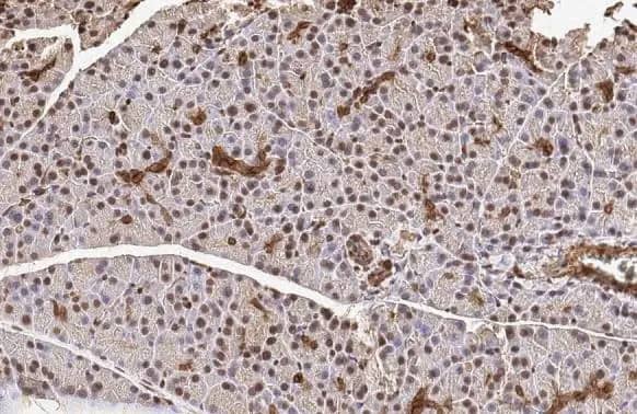 Immunohistochemistry-Paraffin: METTL14 Antibody (HL1816) - Azide and BSA Free [NBP3-25562] - METTL14 antibody [HL1816] detects METTL14 protein at nucleus by immunohistochemical analysis. Sample: Paraffin-embedded rat pancreas. METTL14 stained by METTL14 antibody [HL1816] (NBP3-25562) diluted at 1:100. Antigen Retrieval: Citrate buffer, pH 6.0, 15 min