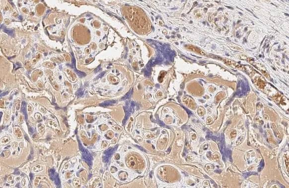 Immunohistochemistry-Paraffin: ERRFI1 Antibody (HL1785) - Azide and BSA Free [NBP3-25564] - Mig-6 antibody [HL1785] detects secreted Mig-6 protein by immunohistochemical analysis. Sample: Paraffin-embedded human placenta. Mig-6 stained by Mig-6 antibody [HL1785] (NBP3-25564) diluted at 1:100. Antigen Retrieval: Citrate buffer, pH 6.0, 15 min