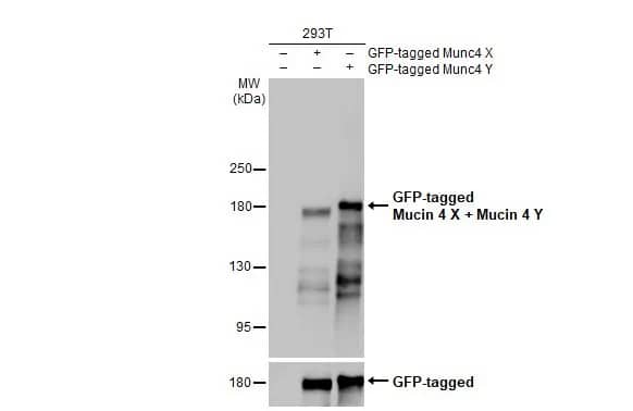 Western Blot: MUC4 Antibody (HL2026) - Azide and BSA Free [NBP3-25569] - Non-transfected (-) and transfected (+) 293T whole cell extracts were separated by 5% SDS-PAGE, and the membrane was blotted with Mucin 4 X + Mucin 4 Y antibody [HL2026] (NBP3-25569) diluted at 1:100000. The HRP-conjugated anti-rabbit IgG antibody was used to detect the primary antibody.