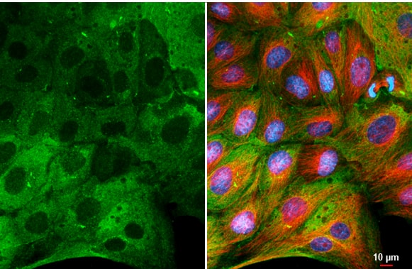 Immunocytochemistry/ Immunofluorescence MxA/Mx1 Antibody (HL2051) - Azide and BSA Free