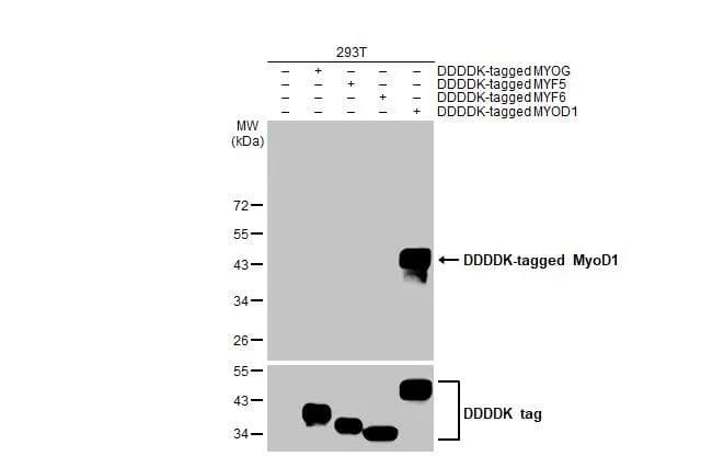 Non-transfected (-) and transfected (+) 293T whole cell extracts (30 ug) were separated by 12% SDS-PAGE, and the membrane was blotted with MyoD antibody [HL1372] (NBP3-25573) diluted at 1:15000. The HRP-conjugated anti-rabbit IgG antibody was used to detect the primary antibody. 