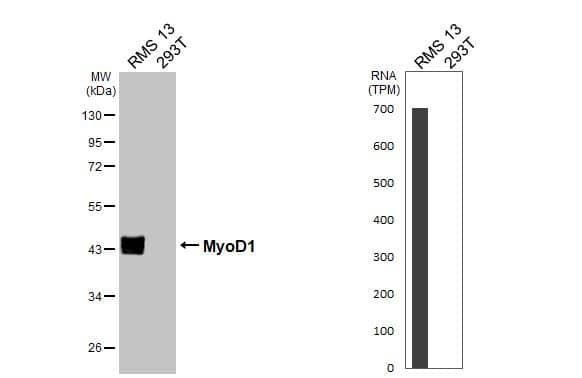 <b>Orthogonal Strategies Validation. </b>Various whole cell extracts (30 ug) were separated by 10% SDS-PAGE, and the membrane was blotted with MyoD antibody [HL1372] (NBP3-25573) diluted at 1:2000. The HRP-conjugated anti-rabbit IgG antibody was used to detect the primary antibody. Corresponding RNA expression data for the same cell lines are based on Human Protein Atlas program. 
