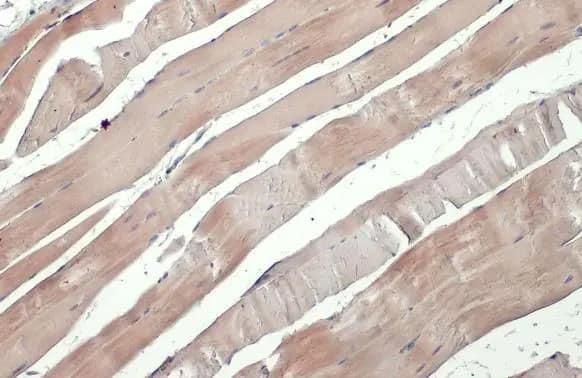 Immunohistochemistry-Paraffin: NEK7 Antibody (HL1348) - Azide and BSA Free [NBP3-25575] - NEK7 antibody [HL1348] detects NEK7 protein at cytoplasm by immunohistochemical analysis. Sample: Paraffin-embedded mouse muscle. NEK7 stained by NEK7 antibody [HL1348] (NBP3-25575) diluted at 1:100. Antigen Retrieval: Citrate buffer, pH 6.0, 15 min