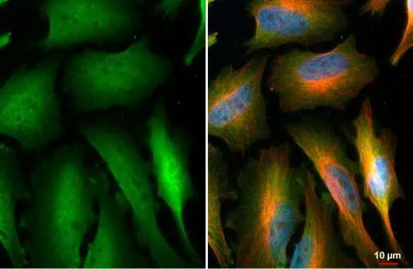 Immunocytochemistry/Immunofluorescence: NEK7 Antibody (HL1348) - Azide and BSA Free [NBP3-25575] - NEK7 antibody [HL1348] detects NEK7 protein at cytoplasm and nucleus by immunofluorescent analysis. Sample: HeLa cells were fixed in 4% paraformaldehyde at RT for 15 min. Green: NEK7 stained by NEK7 antibody [HL1348] (NBP3-25575) diluted at 1:500. Red: alpha Tubulin, a cytoskeleton marker, stained by alpha Tubulin antibody [GT114] (NBP2-43837) diluted at 1:1000. Blue: Fluoroshield with DAPI .