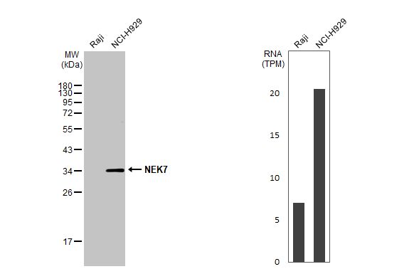 Western Blot NEK7 Antibody (HL1348) - Azide and BSA Free