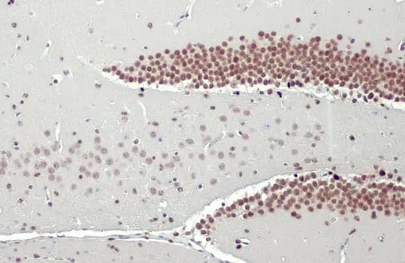 Immunohistochemistry-Paraffin: NFIX Antibody (HL1269) - Azide and BSA Free [NBP3-25576] - NFIX antibody [HL1269] detects NFIX protein at nucleus by immunohistochemical analysis. Sample: Paraffin-embedded mouse brain. NFIX stained by NFIX antibody [HL1269] (NBP3-25576) diluted at 1:100. Antigen Retrieval: Citrate buffer, pH 6.0, 15 min