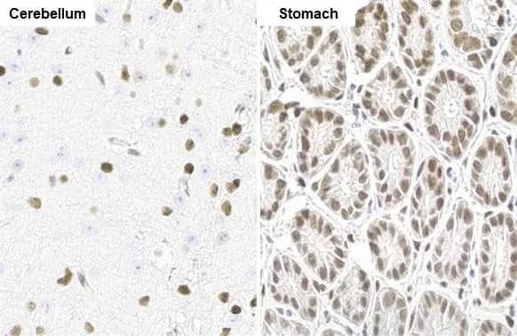 Immunohistochemistry-Paraffin: NFIX Antibody (HL1269) - Azide and BSA Free [NBP3-25576] - NFIX antibody [HL1269] detects NFIX protein by immunohistochemical analysis. Sample: Paraffin-embedded mouse tissue. NFIX stained by NFIX antibody [HL1269] (NBP3-25576) diluted at 1:100. Antigen Retrieval: Citrate buffer, pH 6.0, 15 min